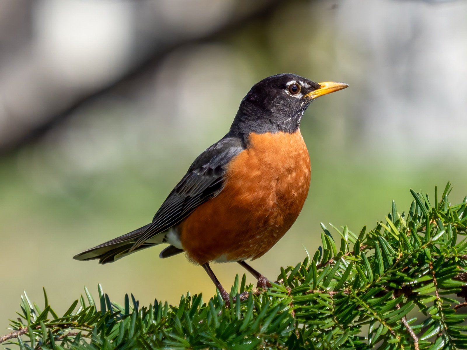 Illustration for American Robin