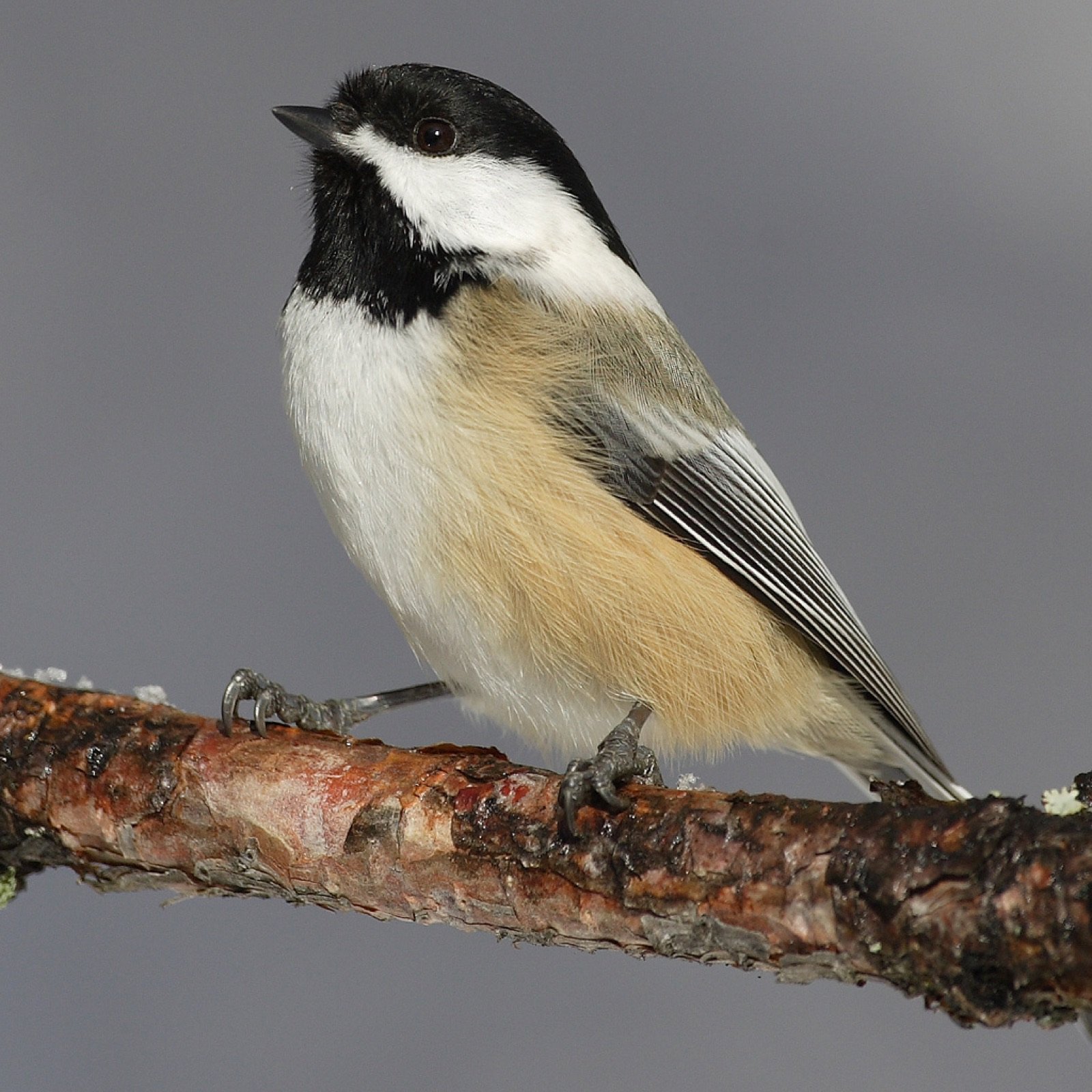 Illustration for Black-capped Chickadee