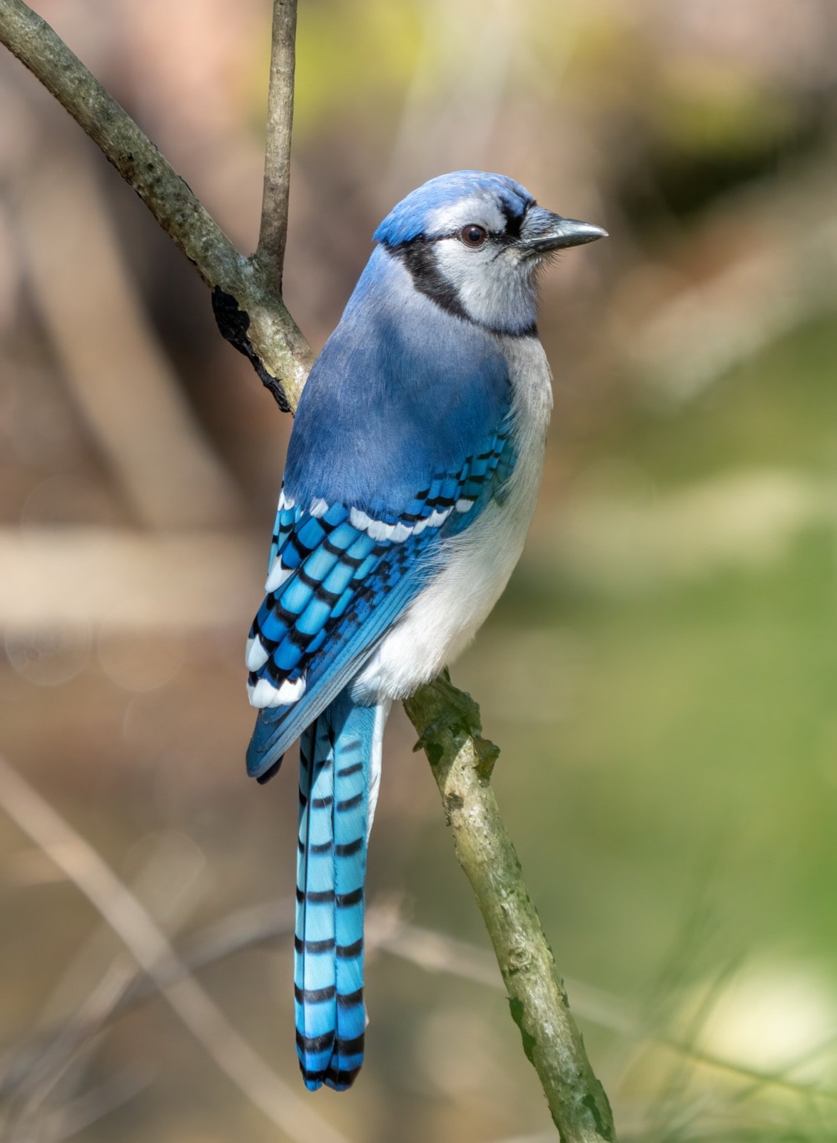 Blue Jay perched on a branch, showing its blue crest, black necklace band, and white face