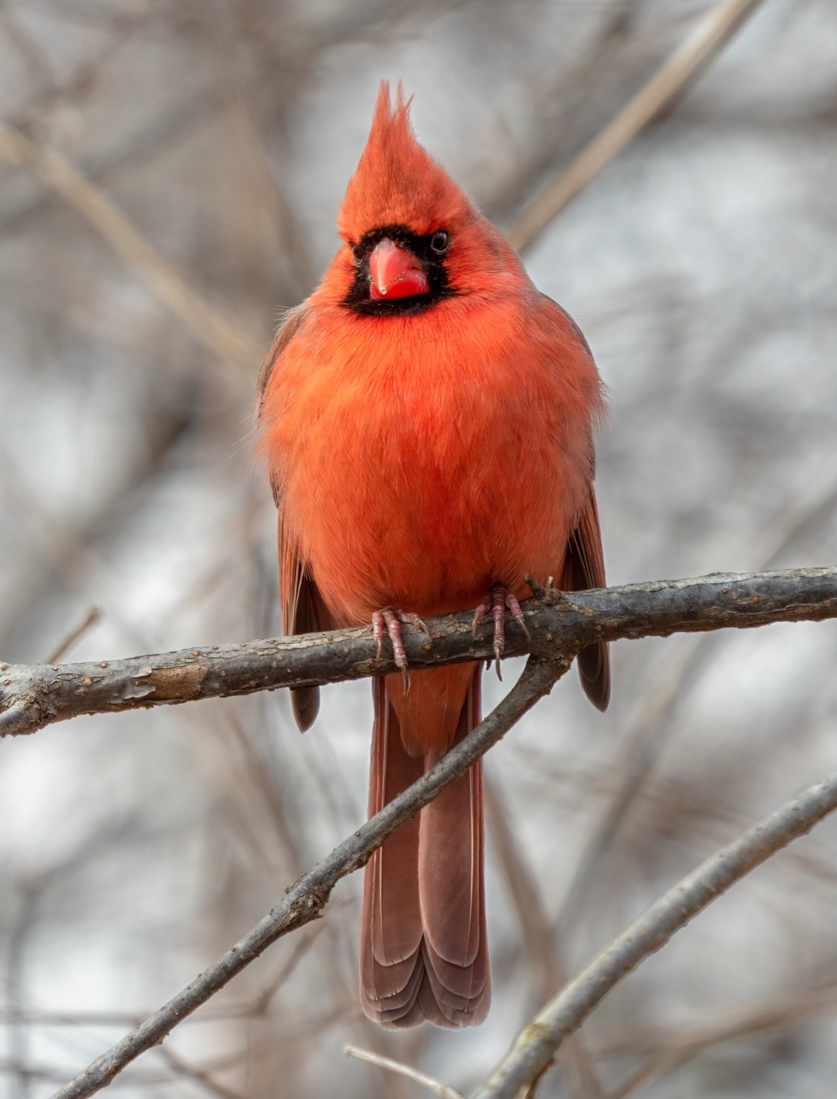 Illustration for Northern Cardinal