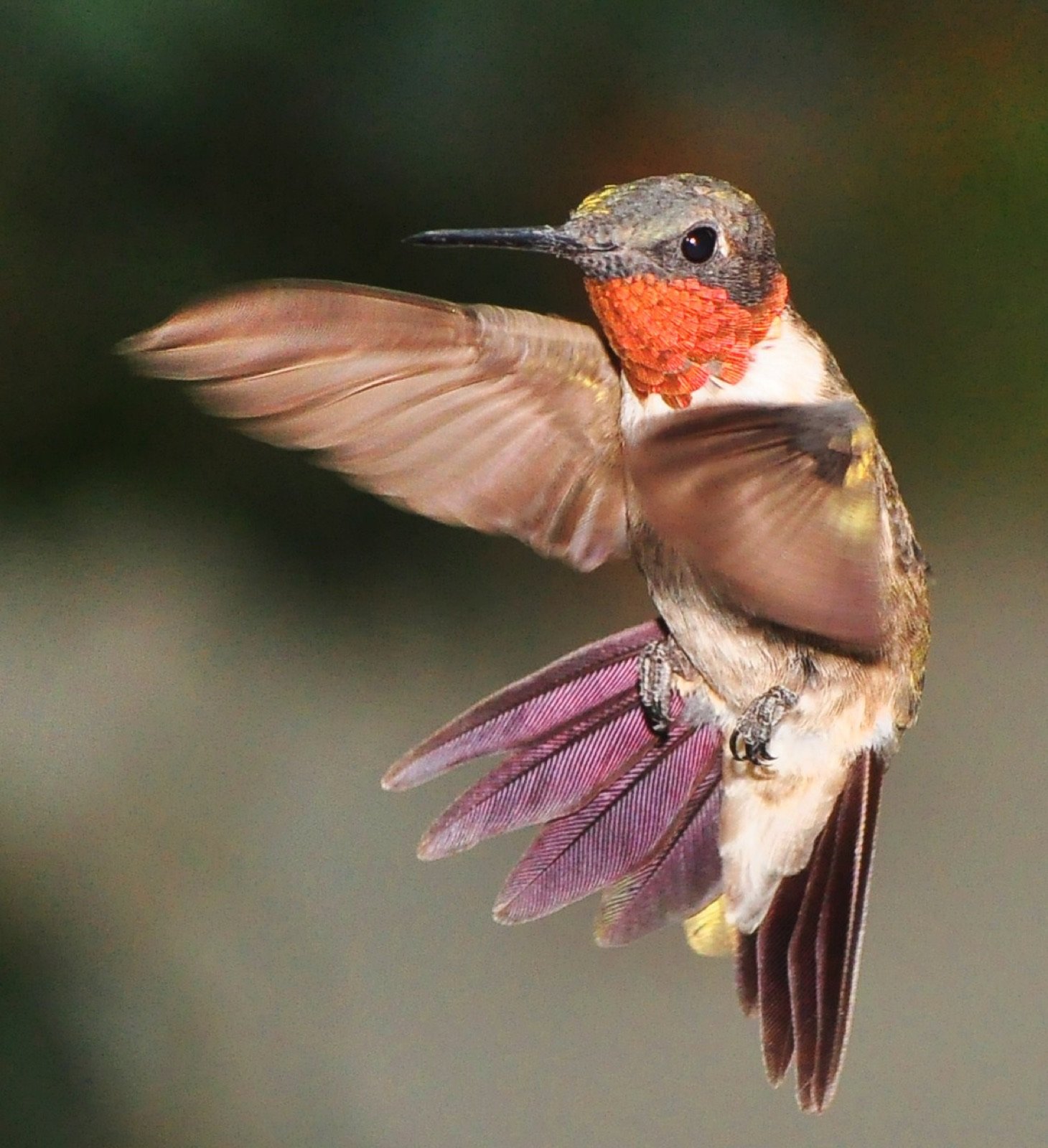 Illustration for Ruby-throated Hummingbird