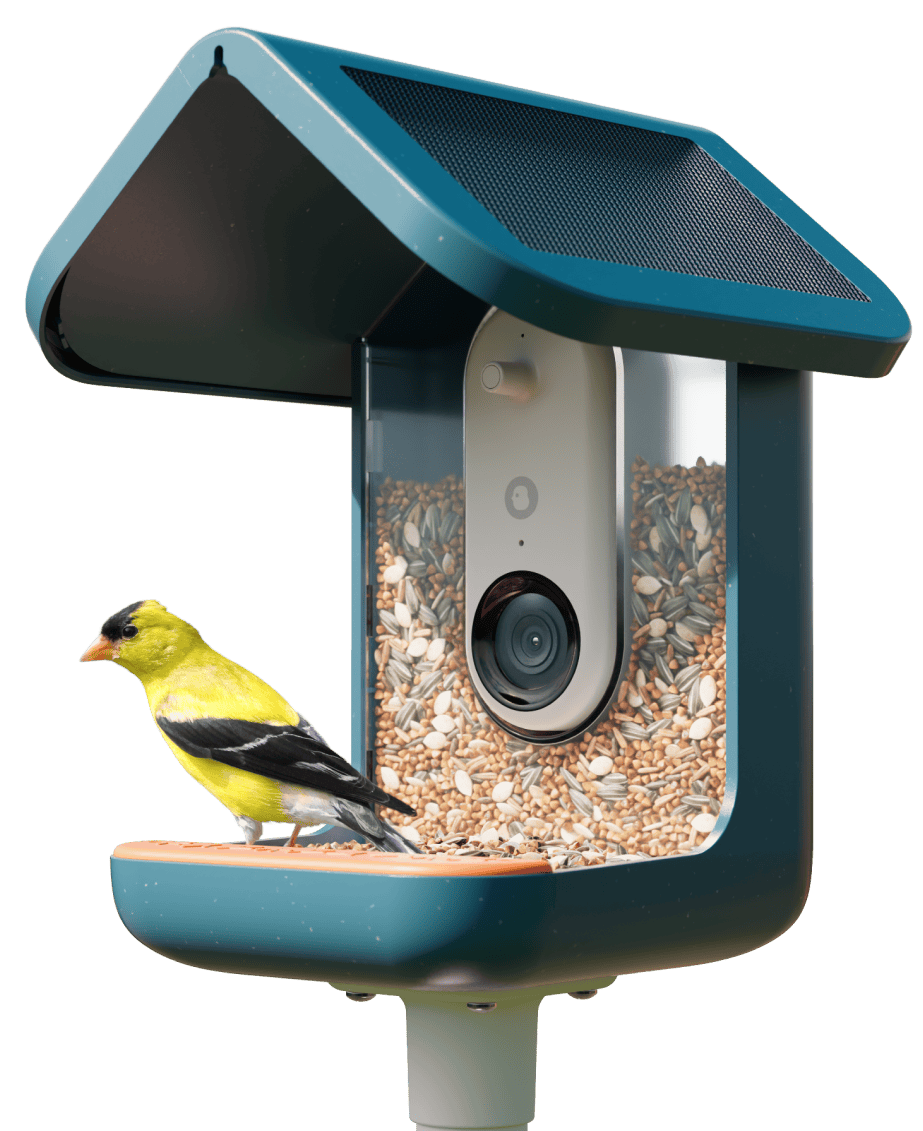 Bird Buddy Pro Solar
