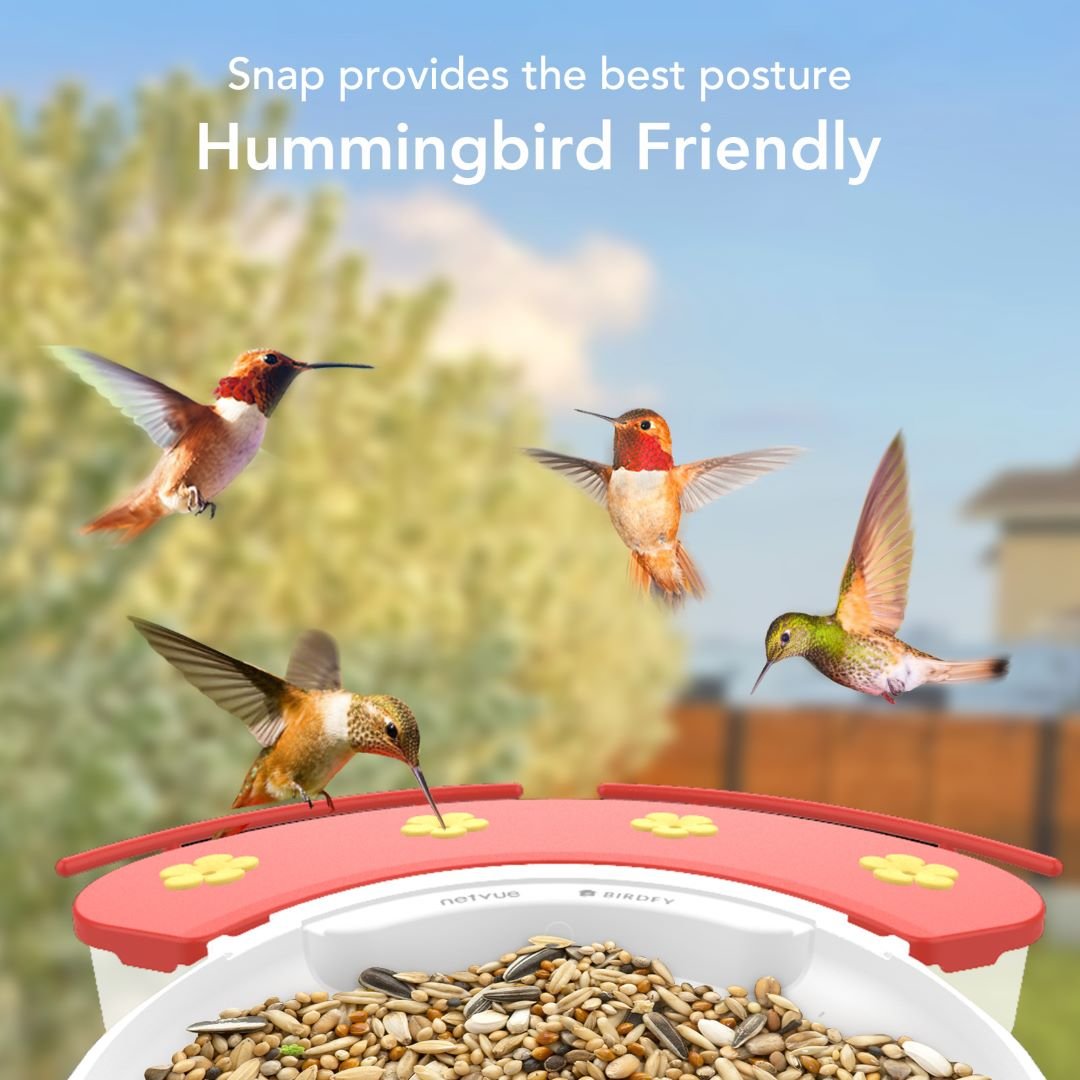 Birdfy Hum Feeder Duo